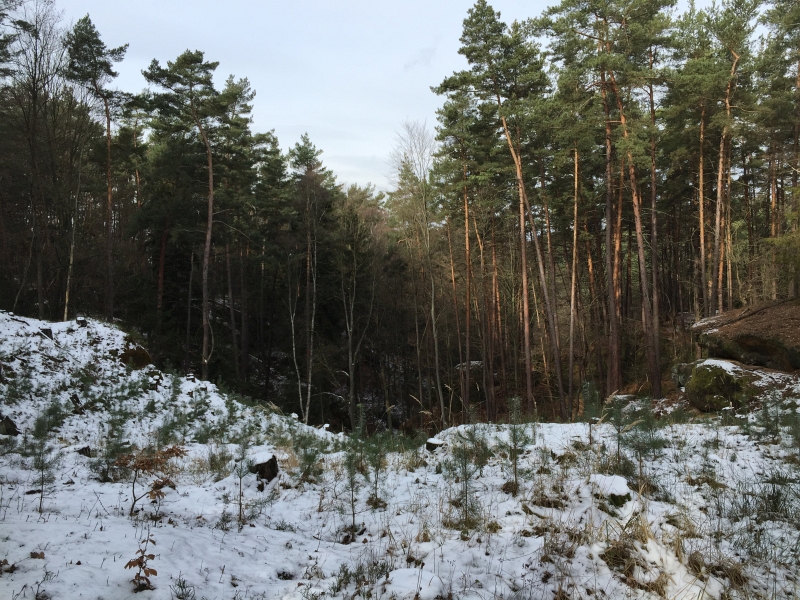 fatwood_hike_02