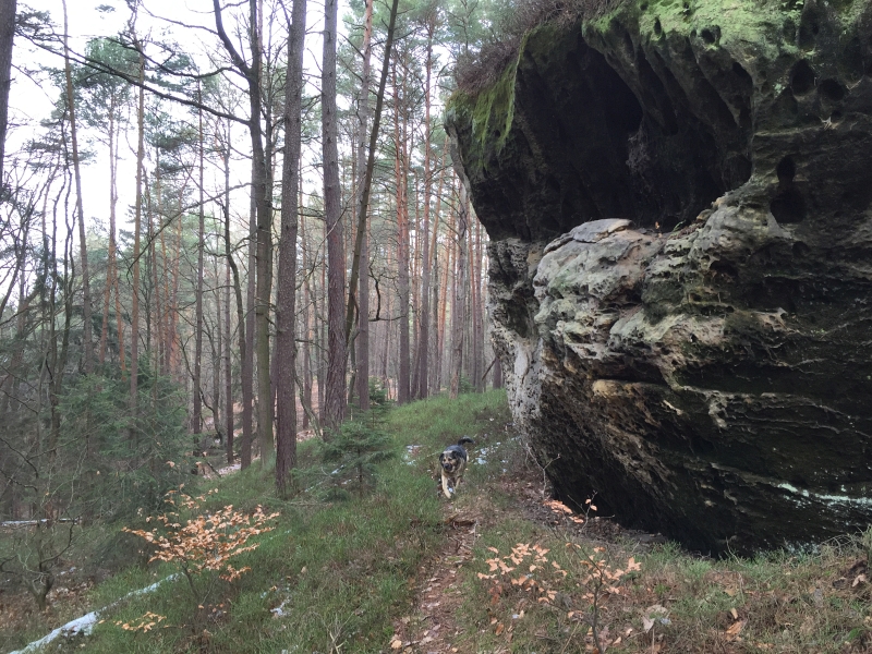 fatwood_hike_03