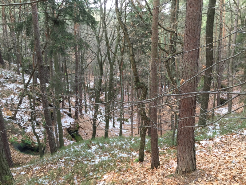 fatwood_hike_04