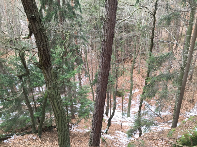 fatwood_hike_06