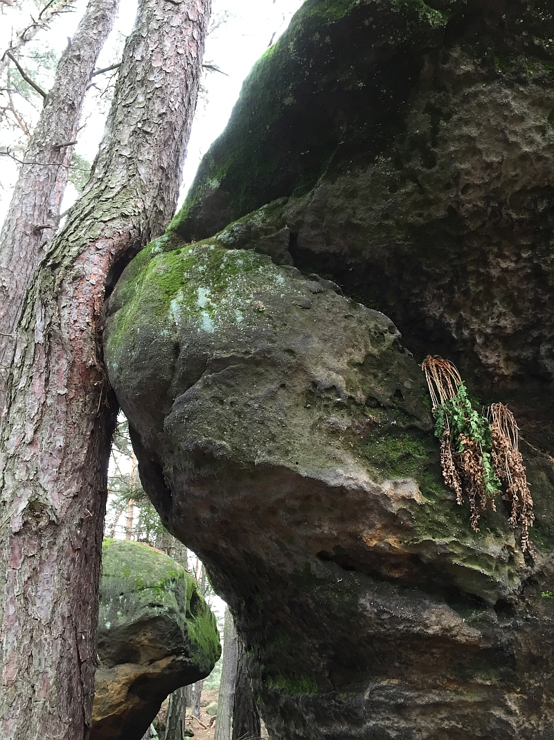 fatwood_hike_14