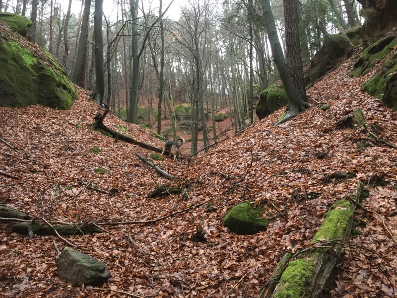 fatwood_hike_32