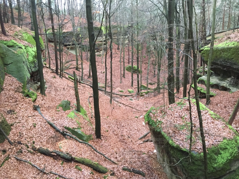fatwood_hike_34