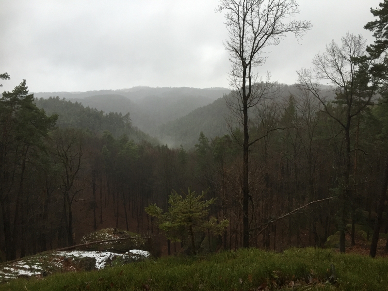fatwood_hike_36