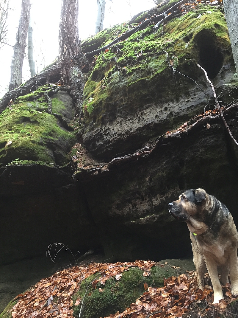 fatwood_hike_48